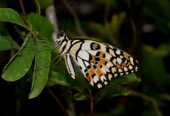 Papilio demoleus malayanus