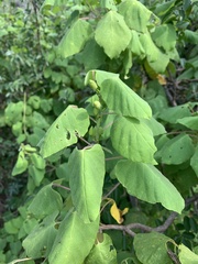 Ipomoea stenosiphon