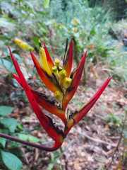 Heliconia hirsuta