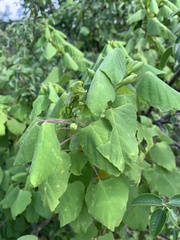 Ipomoea stenosiphon
