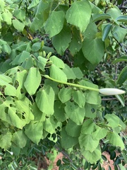 Ipomoea stenosiphon