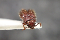 Cryptophagus lycoperdi