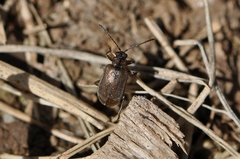Galerucella grisescens