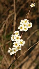 Spiraea prunifolia pseudoprunifolia