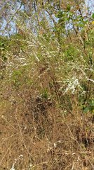 Spiraea prunifolia pseudoprunifolia
