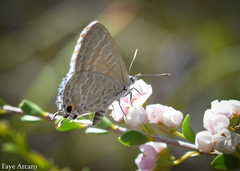 Theclinesthes miskini