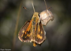 Taractrocera papyria agraulia
