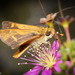 Western Grass-Dart - Photo (c) Faye Arcaro, some rights reserved (CC BY-NC), uploaded by Faye Arcaro