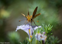 Taractrocera papyria agraulia
