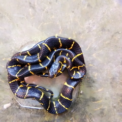 Boiga dendrophila dendrophila