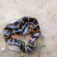 Boiga dendrophila dendrophila