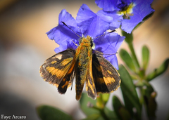 Taractrocera papyria agraulia