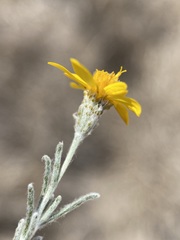 Thymophylla tephroleuca