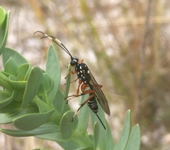 Xanthocryptus novozealandicus