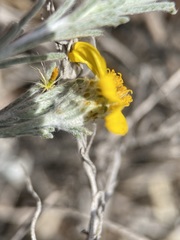 Thymophylla tephroleuca