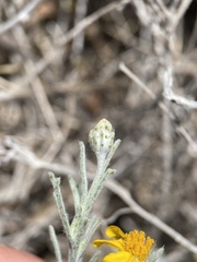 Thymophylla tephroleuca