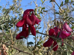 Lathyrus splendens