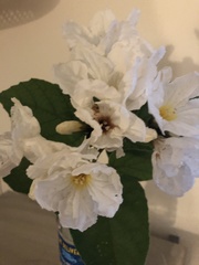 Magnoliopsida