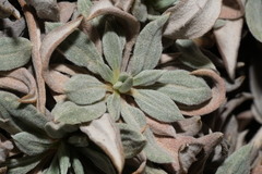 Eriogonum havardii
