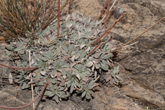 Eriogonum havardii