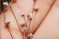 Eriogonum havardii
