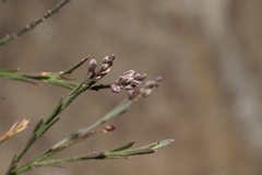 Polygala scoparioides