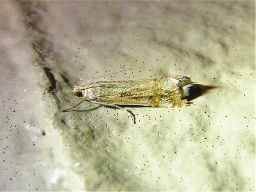 Belted Grass-veneer photo 5