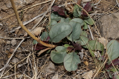 Penstemon alamosensis