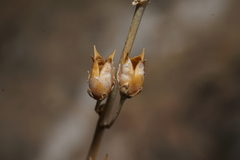 Penstemon alamosensis