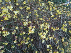 Jasminum nudiflorum