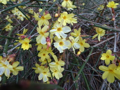 Jasminum nudiflorum