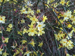 Jasminum nudiflorum