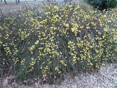 Jasminum nudiflorum