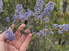 Ceanothus tomentosus olivaceus