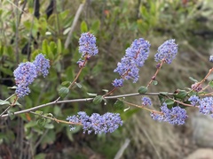 Ceanothus tomentosus olivaceus