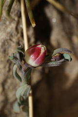 Thamnosma texana
