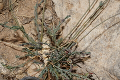 Thamnosma texana