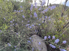 Ceanothus tomentosus olivaceus