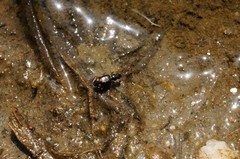 Bembidion scopulinum