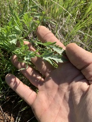 Eryngium spinosepalum