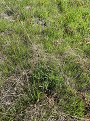 Eryngium spinosepalum