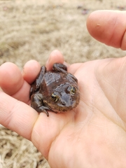 Rana pretiosa