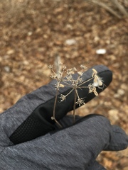 Daucus carota
