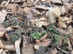 Daucus carota