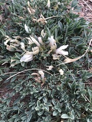 Astragalus brevifolius