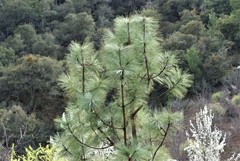 Pinus montezumae