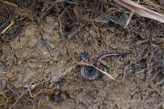 Plethodon dorsalis