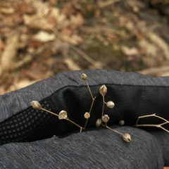 Magnoliopsida