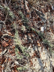 Grusonia