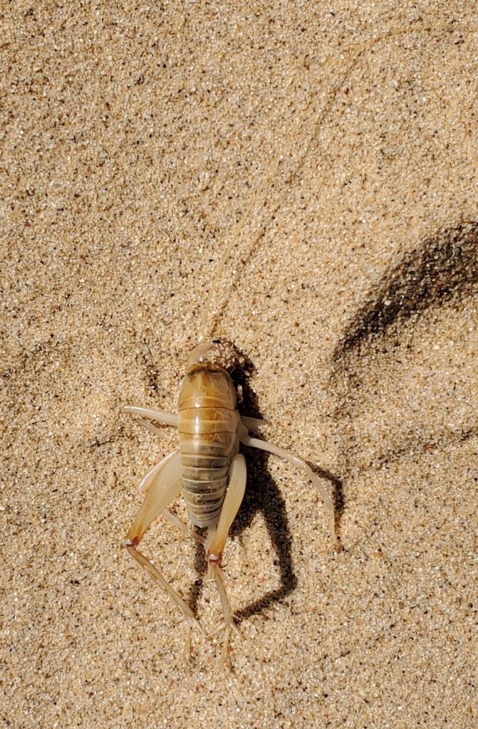 California Camel Cricket